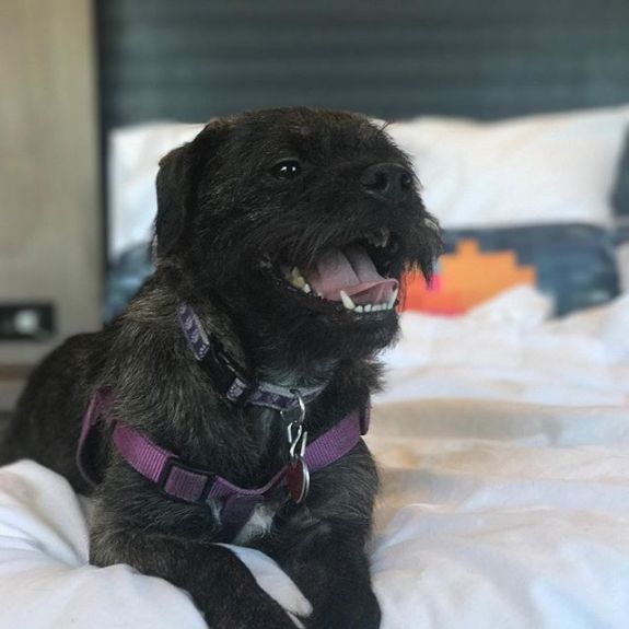 Dog Friendly Hotel Austin Aloft Downtown Dog Friendly Hotel Austin
